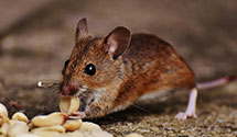 24 Hour & Emergency Exterminators in Cotopaxi, CO